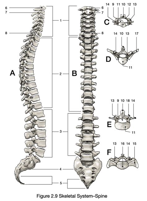 Skeletal System Spine Diagram Quizlet