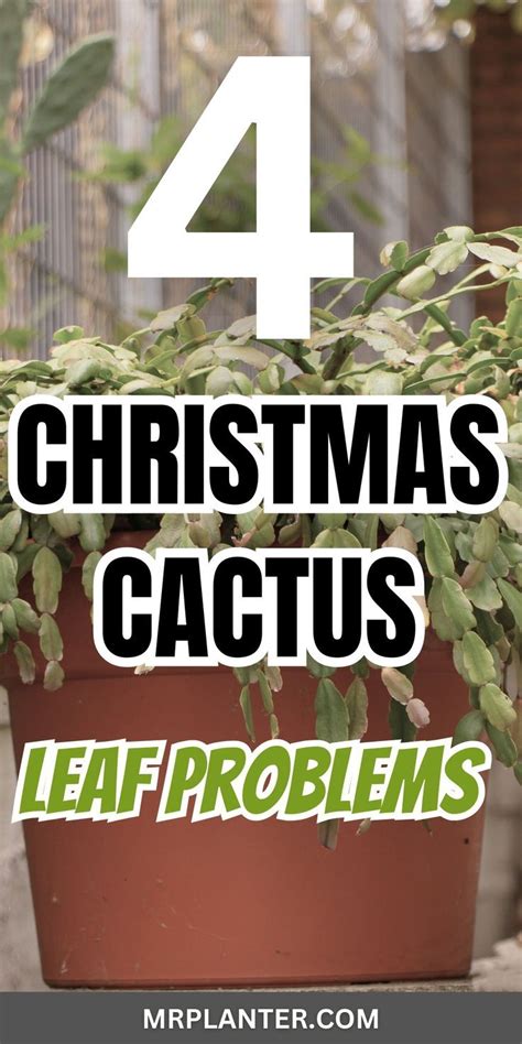 Christmas Cactus Problems And How To Fix Them Artofit