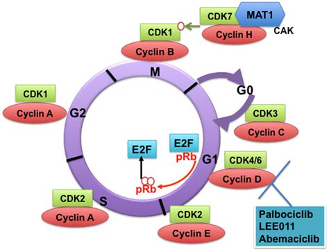 Cyclin Dependent Kinases CDKs And Their Cyclin Regulatory Subunits