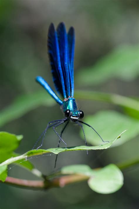 Calopt Ryx Vierge M Le Calopteryx Virgo Andr Labetaa Flickr