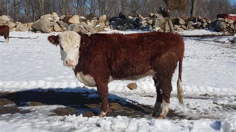 Cow On The Loose Draws Concern From Johnston Police Chief Abc