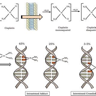 Cisplatin Activation And Dna Damage Induction A The Cisplatin