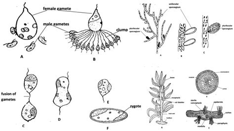 Phaeophyta (Brown Algae) - Characteristics, Occurrence, Thallus ...