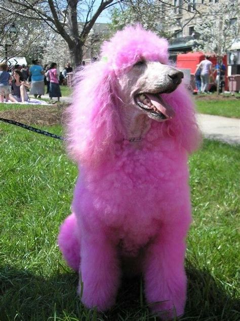 Cool Pink Poodle Franklin Indiana 2023 - Laura Fowler