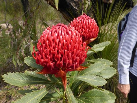 A Waratah The State Floral Emblem Of New South Wales Telopea