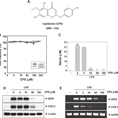 Morphological Change In Macrophage Raw Cells Morphology Of