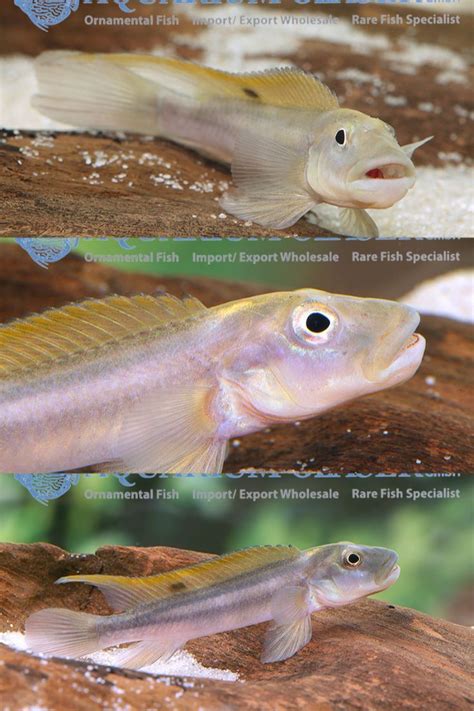 Steatocranus Tinanti Aquarium Glaser Gmbh Rare Fish Fish Exotic Fish