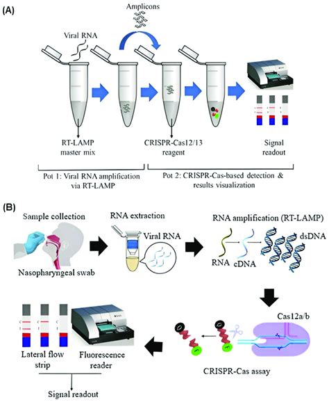 CRISPR Cas Technology A Experimental Process Of CRISPR Cas