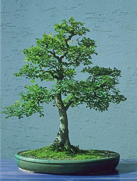 How To Care For Jade Bonsai Updated Care Guide 2022 Artofit