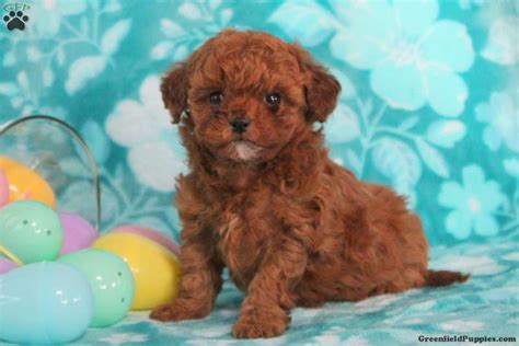 Havapoo Puppies For Sale - Greenfield Puppies