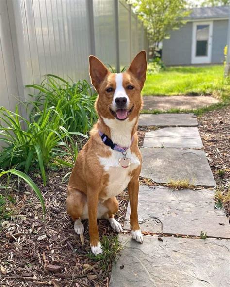 Shiba Inu Mixes: 20 Different Shiba Crossbreeds