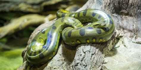 Animales De La Selva Concepto Características Y Ejemplos