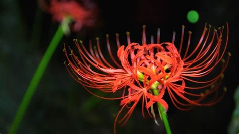 Spider Lilies Meaning And Symbolism Guide