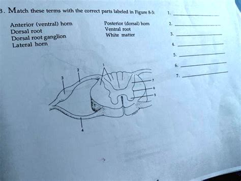 Solved Match These Terms With The Correct Parts Labeled In Figure 8 3