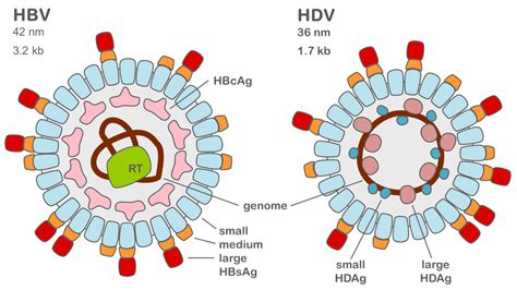 Ijms Free Full Text Medical Advances In Hepatitis D Therapy