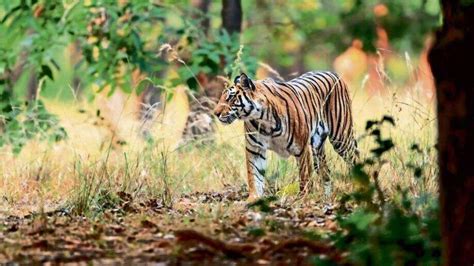 Why India’s forests need new stewards | Mint