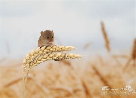 35 Adorable Photos Of Harvest Mice Living Their Tiny Lives By Dean