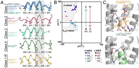 Figures And Data In Nuclear Export Receptor Crm1 Recognizes Diverse