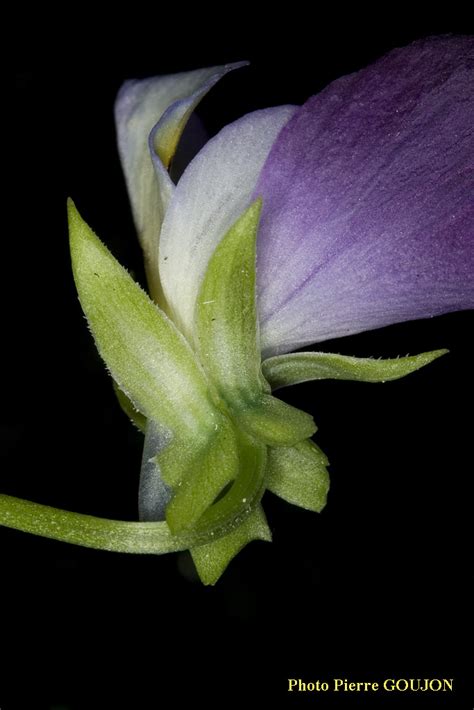 Identification assistée par ordinateur IAO Pensée sauvage Viola