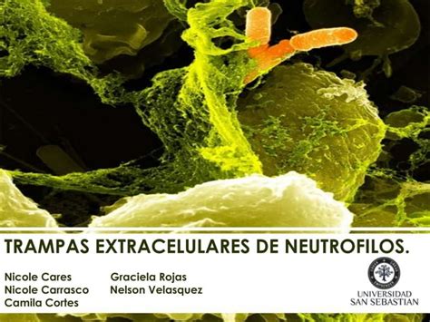 Seminario 5 Trampas Extracelulares De Neutrófilos Ppt