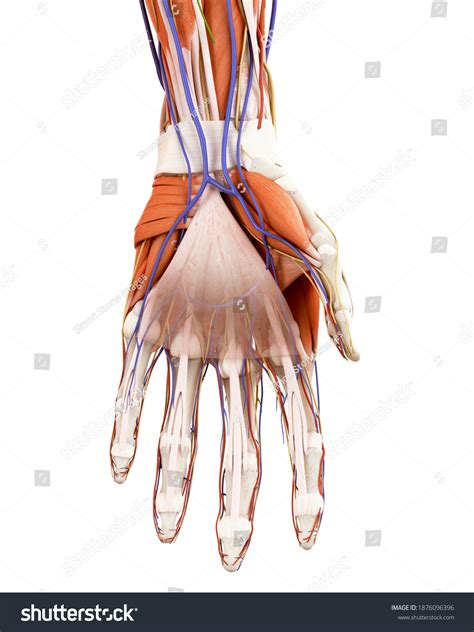 18,083 Human Hand Veins Images, Stock Photos & Vectors | Shutterstock