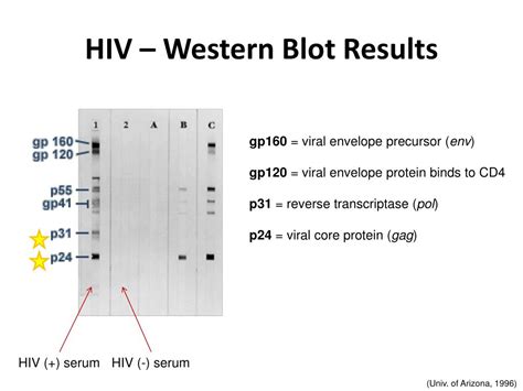 Ppt Human Immunodeficiency Virus Hiv Powerpoint Presentation Free