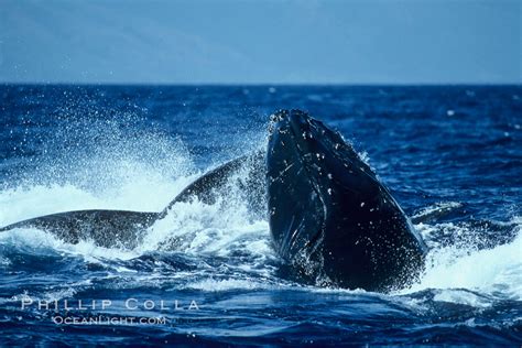 Humpback Whale Head Lunge Megaptera Novaeangliae Maui Hawaii