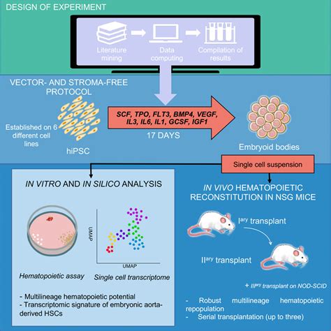 Generation Of Transgene Free Hematopoietic Stem Cells From Human