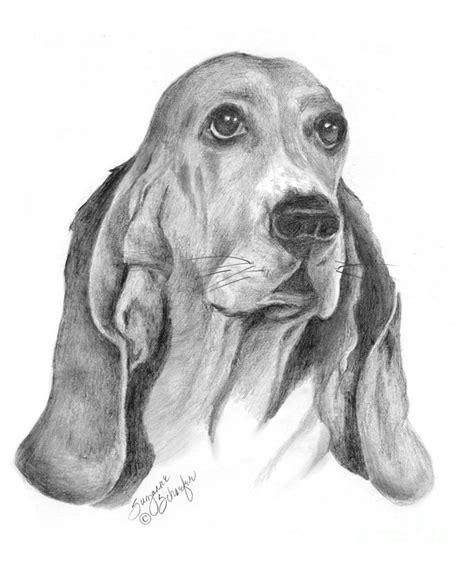 Basset Hound Drawing At Explore Collection Of Basset Hound Drawing