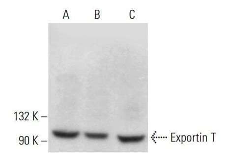 SCBT Santa Cruz Biotechnology