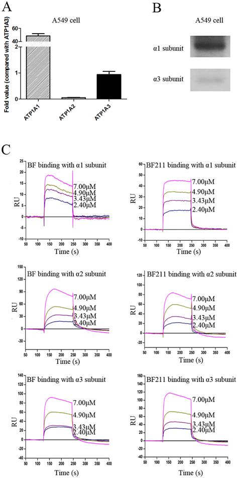 Expression of Na K ATPase α subunits in A549 cells and binding