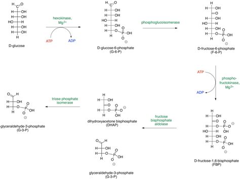 8 2 Overview Of Glycolysis Chemistry LibreTexts