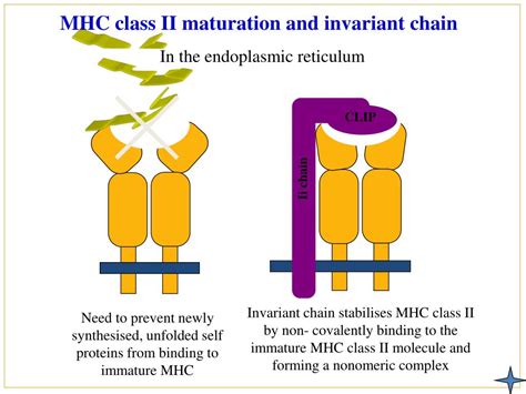 PPT Chapter 11 Antigen Presenting Cells And Antigen Presenting