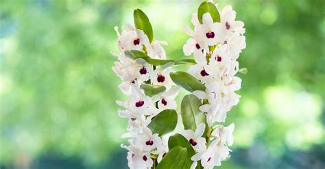 Como plantar e como cuidar da orquídea olho de boneca