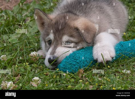 Alaska Malamute Puppy Relaxes With Toy Stock Photo Alamy