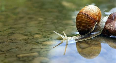 What Do Snails Eat? | Diet By Snail Types | What Eats Snails?