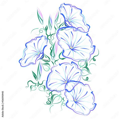 Morning Glory Vine Bindweed Ipomoea Tricolor Hand Drawn Stylized