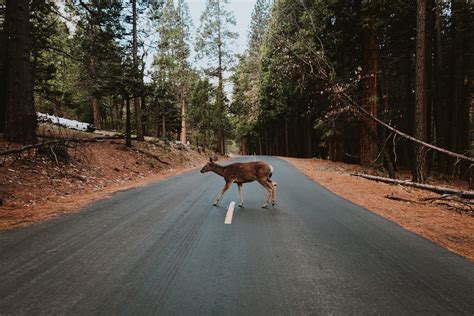 Can wildlife crossings help animals cross highways more safely? - The ...