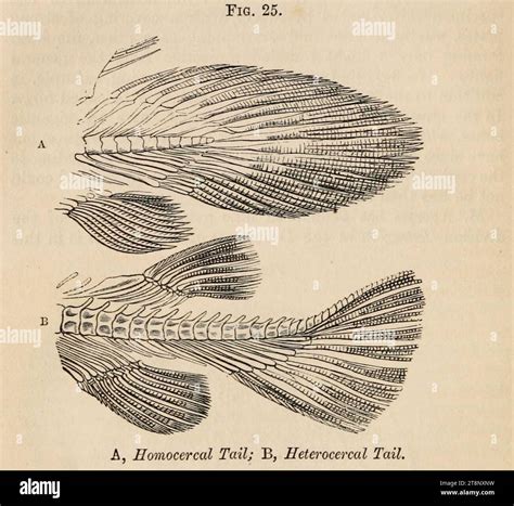 vestiges  fig  homocercal tail heterocercal tail stock photo alamy