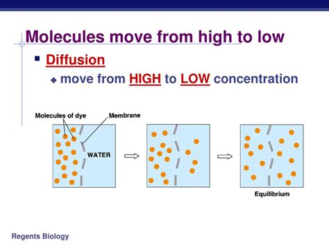 Ppt Cell Membranes Movement Across Them Powerpoint Presentation