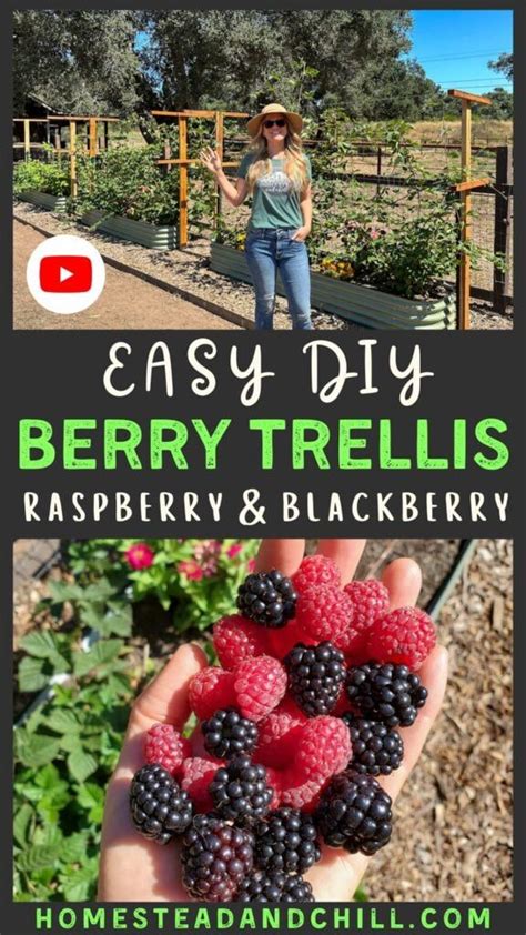 Raspberry Trellis Artofit