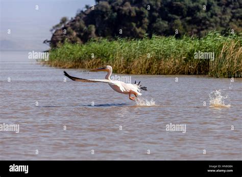 Lake ziway birds hi-res stock photography and images - Alamy