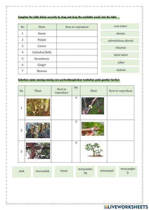 Sistem Reproduksi Pada Tumbuhan Activity Live Worksheets
