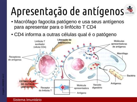 3EM 08 Sistema Imune PPT