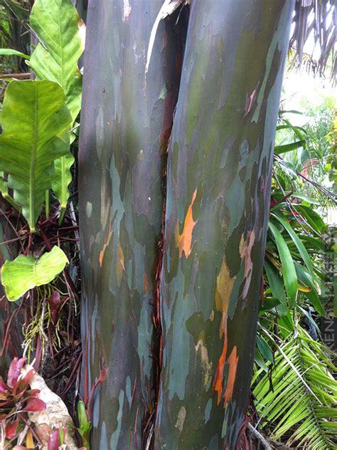 Fast Growing Eucalyptus Rainbow Tree Kens Nursery