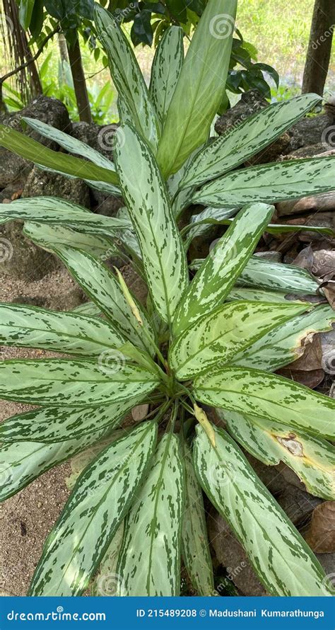 Plata Rey Aglaonema Commutatum Plata Rey Plantas Foto De Archivo