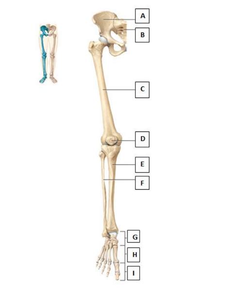 Diagram Of Lower Extremity Bones Quizlet