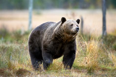 Eurasian Brown Bear - Tony Moss Wildlife Photographer