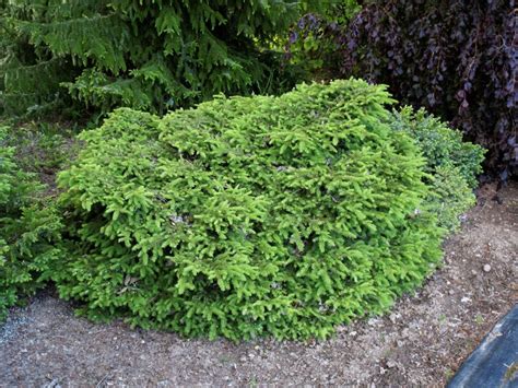 Eglė paprastoji “Nidiformis” (Picea abies "Nidiformis") - Sodinukai