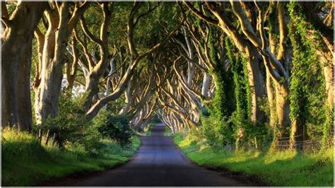 The Dark Hedges: The long tree tunnel of Northern Ireland that some say is haunted